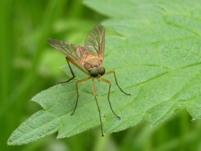 How LED Lights Could Help Fight Malaria